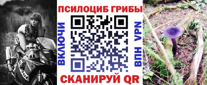 Галлюциногенные грибы Psilocybe Новодвинск